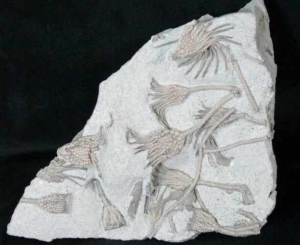 Killer Crinoid Plate From Maysville, Kentucky #15919